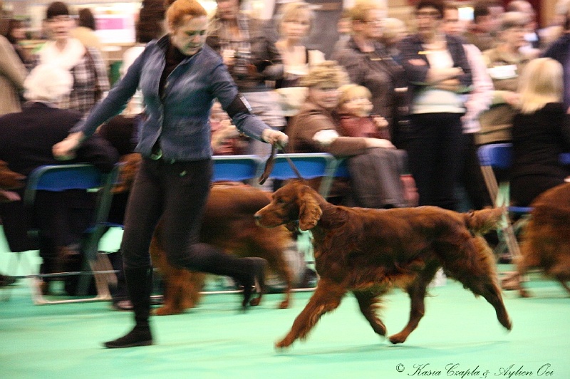 Crufts2011_2 015.jpg